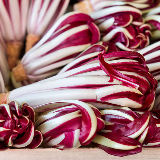 Radicchio-Di-Treviso