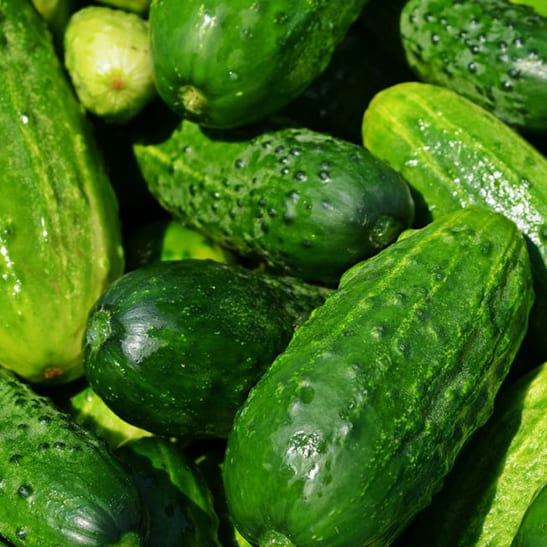 cucumbers-849269_1920-1080×675