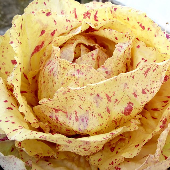 radicchio variegato